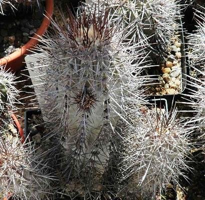 Copiapoa_echinata